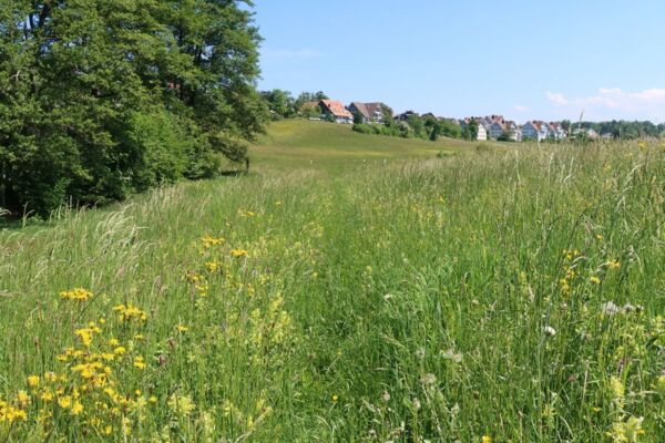 Wanderbänkli Wangen und Kloten (**/T1)