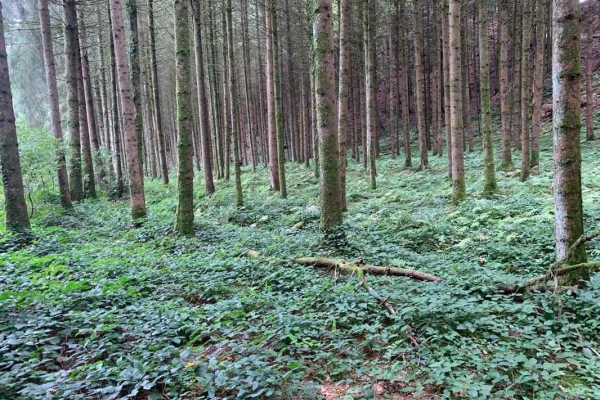 Moor- und Waldlandschaften (***/T1)