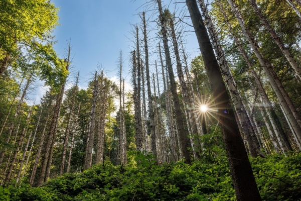 Wandertrophy 2026: Sihlwald