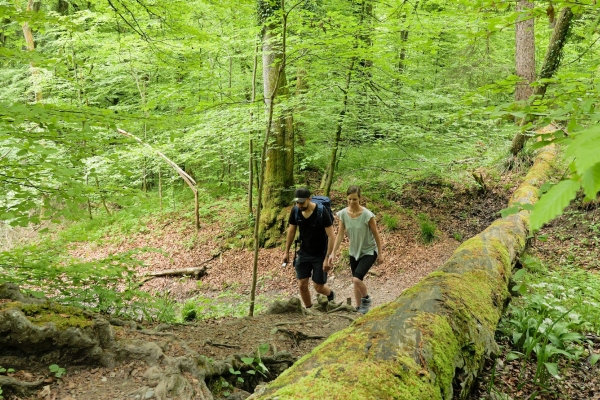 TOP 10: HIER LANG ZUM URWALD