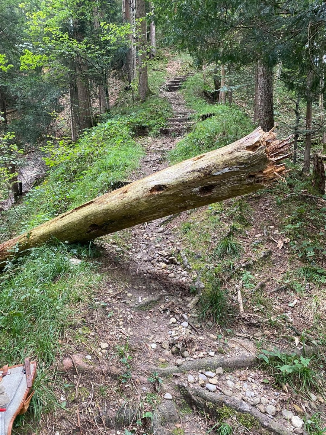 Gefallener Baum versperrt den Weg