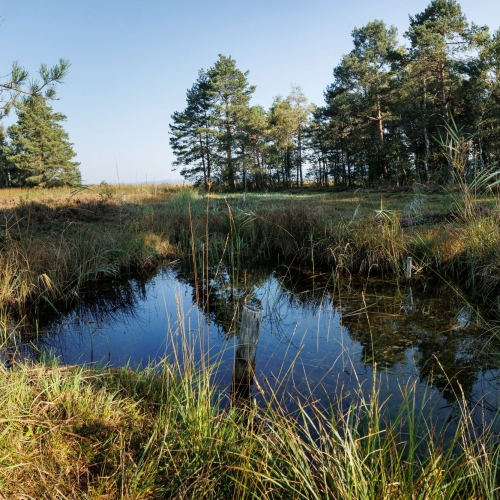 Hochmoor Pfäffikersee-66-Pano