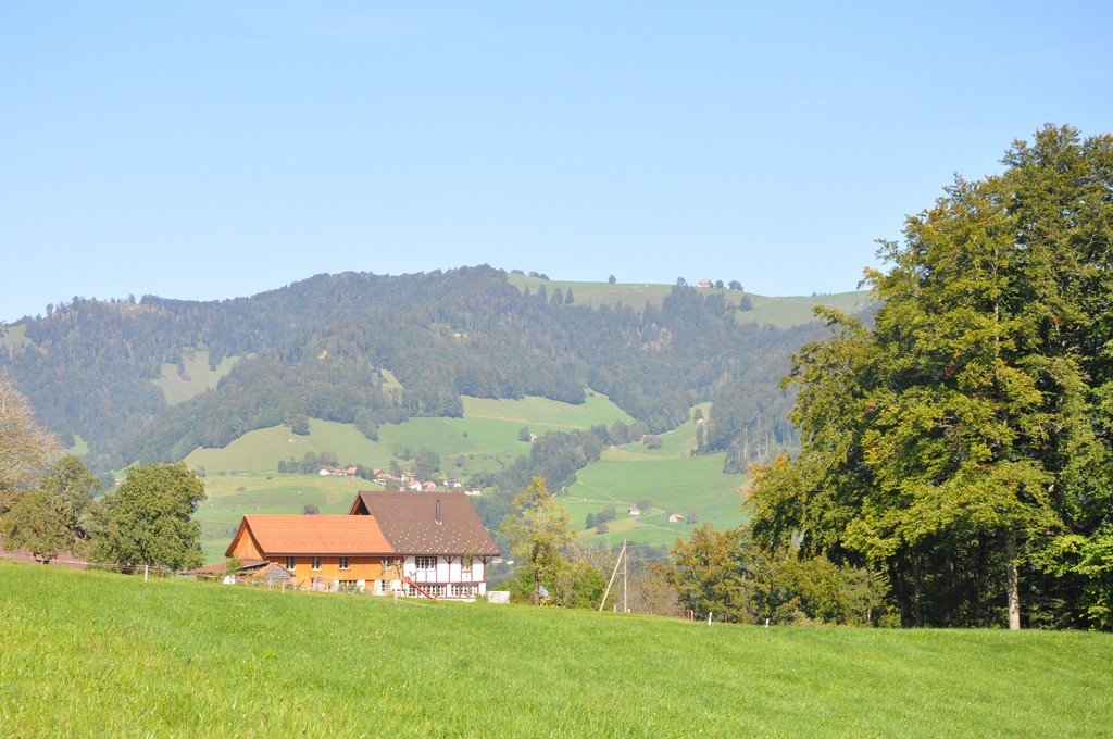 Fischenthal - Wald Aussicht