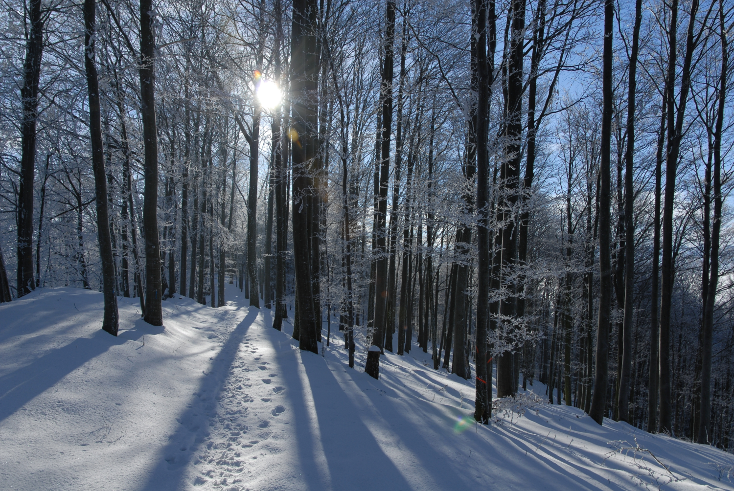 Winterpfad_Winterwanderung_Sihlwald_Wildnispark_Zuerich