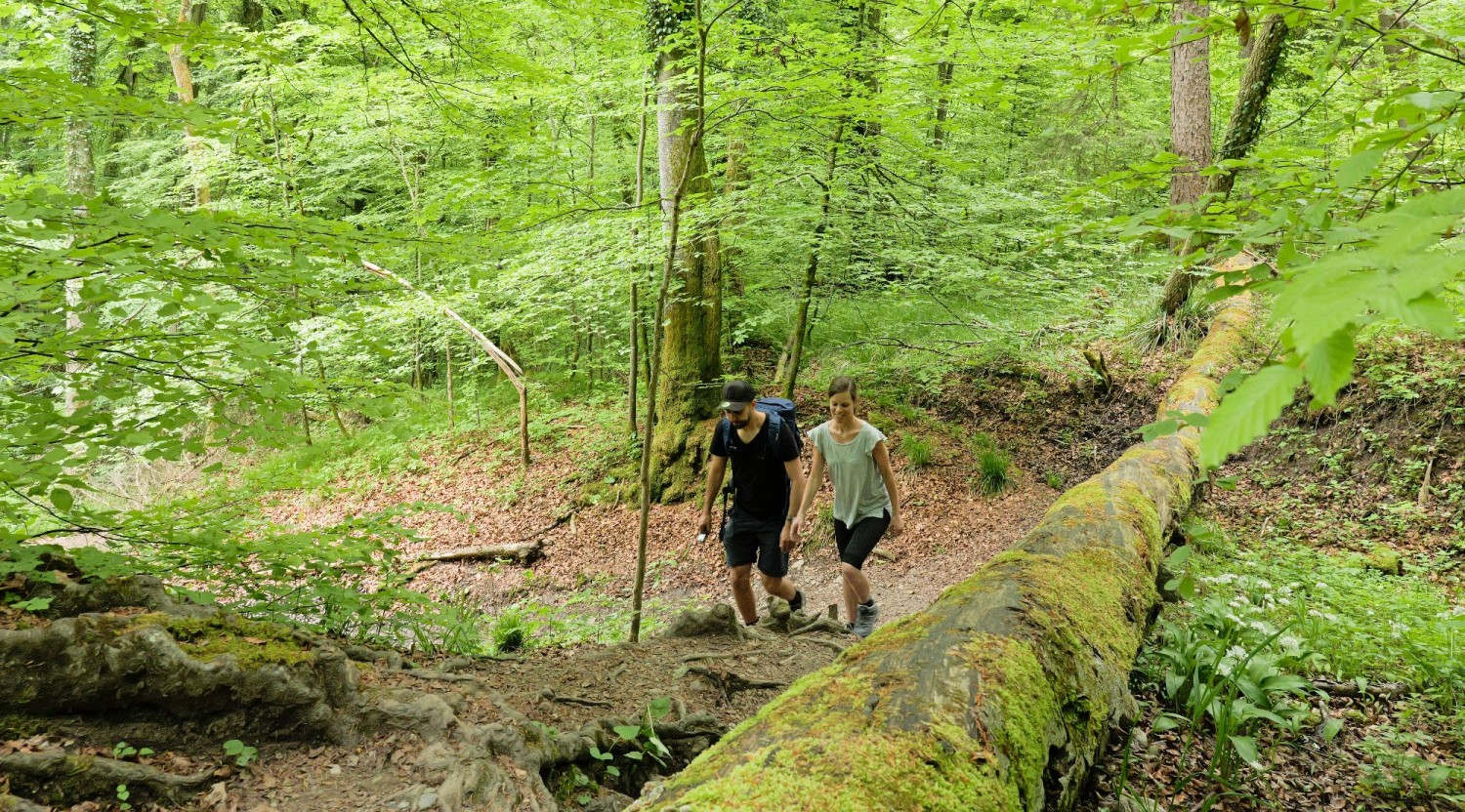 TOP 10: HIER LANG ZUM URWALD